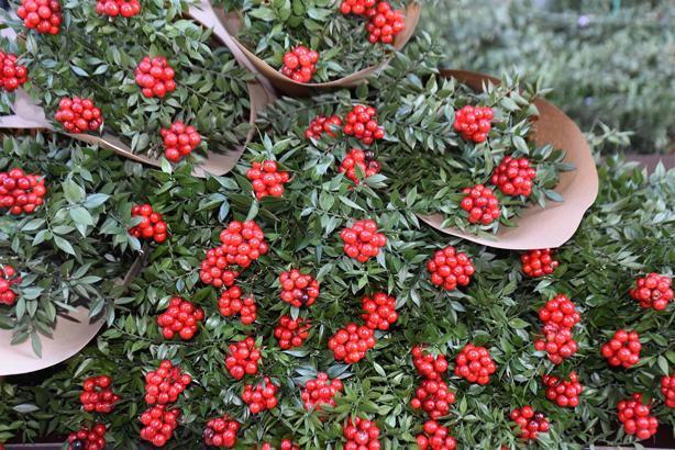 Yılbaşı çiçeği 'kokina'ya yoğun talep