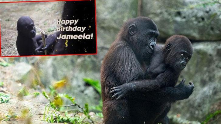 ABD’de hayvanat bahçesinde yavru goril 'Jameela’nın ilk doğum günü kutlandı