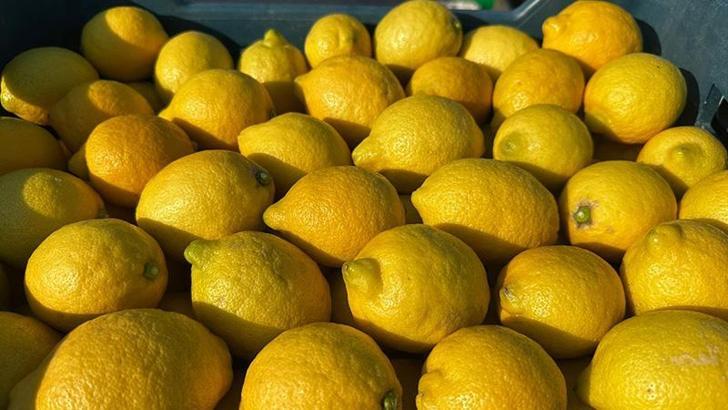 Erdemli’de limon üreticileri ihracat kapılarının açılmasını bekliyor