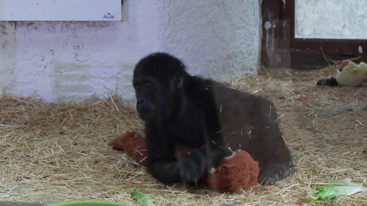 İstanbul- İstanbul Havalimanı'nda ele geçirilen yavru goril 'Zeytin' kameraların karşısına çıktı