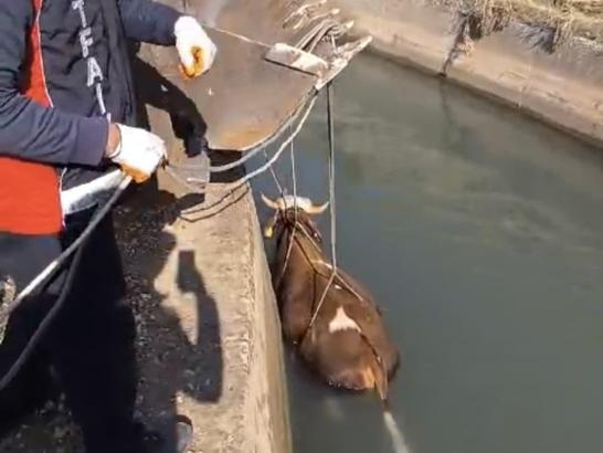 Nusaybin’de sulama kanalına düşen inek boğulmak üzereyken kurtarıldı