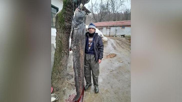 Meriç Nehri'nde 2.5 metre boyunda 'yayın balığı' yakaladı