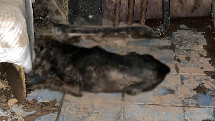 5'i yavru 6 köpek ile 1 kedi zehirlenmiş halde bulundu