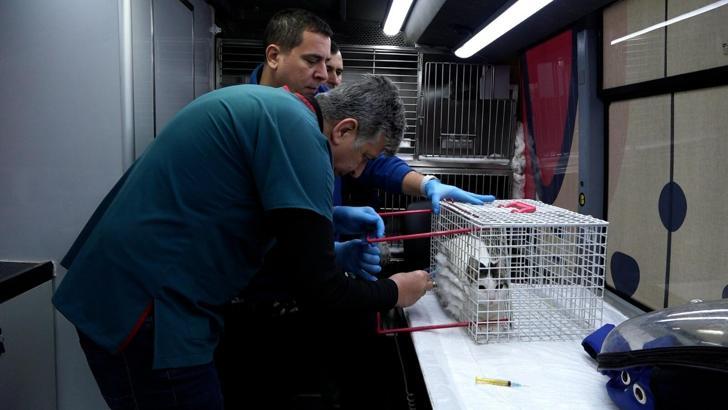 Balıkesir'de sokak hayvanları 'Can Dost'a emanet