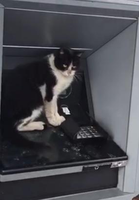 Soğukta ATM'ye sığınan kedi, işlem için gelenleri bekletti