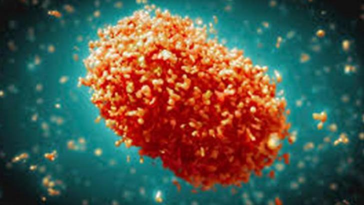 Azerbaycan'da ilk maymun çiçeği vakası tespit edildi