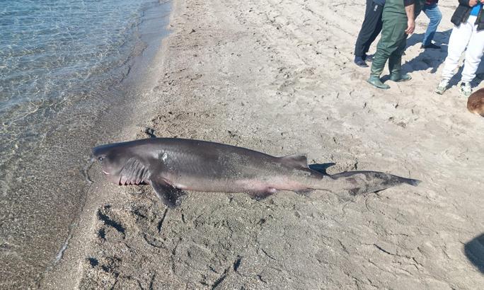 Tekirdağ’da sahile ölü köpek balığı vurdu