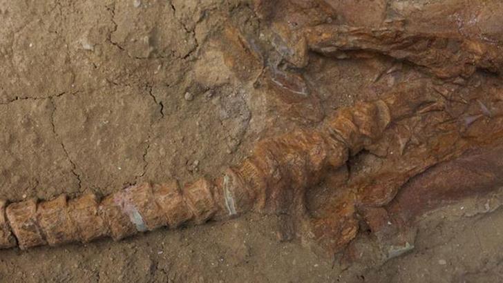 Peru'da 9 milyon yıllık köpek balığı fosilleri bulundu