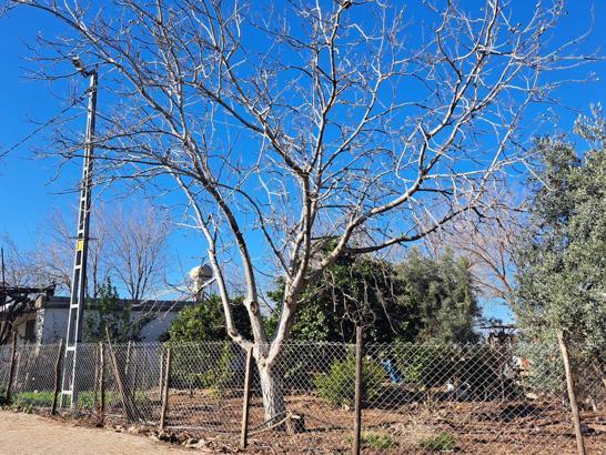 Düziçi'de ceviz ağaçları kış ayında meyve tutmaya başladı