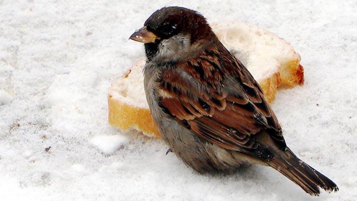 Erzurum'da soğuk hava etkili oluyor