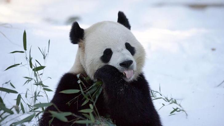 Washington'daki pandalar ziyaretçilere tanıtıldı