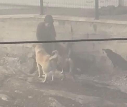 Ankara'da başıboş köpekler, hamile kadına saldırdı