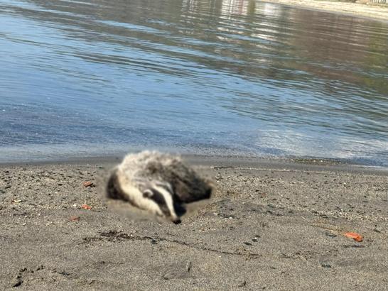 Erdek sahiline 2 porsuk ölüsü vurdu