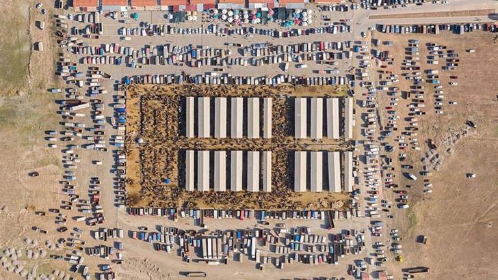 Türkiye'nin en büyük hayvan pazarı 'şap' nedeniyle kapatıldı