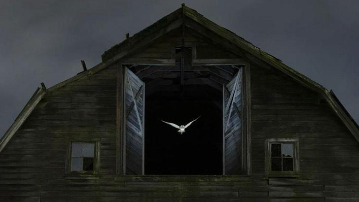 Yılın Yaban Hayatı Fotoğrafçısı Ödülü'nü kazanan belli oldu