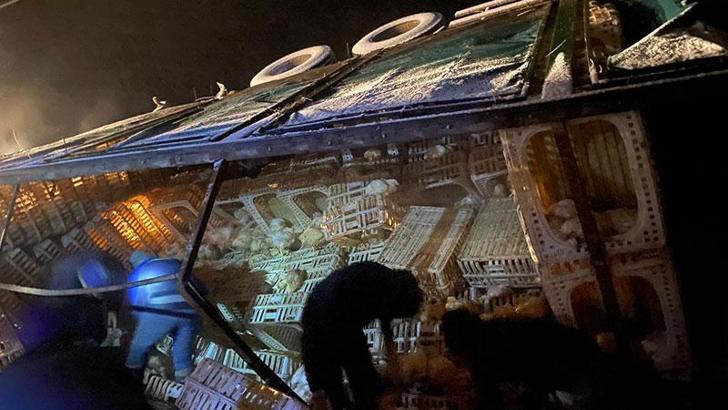 Bolu'da canlı tavuk yüklü kamyon devrildi; sürücü yaralandı, yüzlerce hayvan öldü