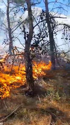 Antalya'da orman yangını