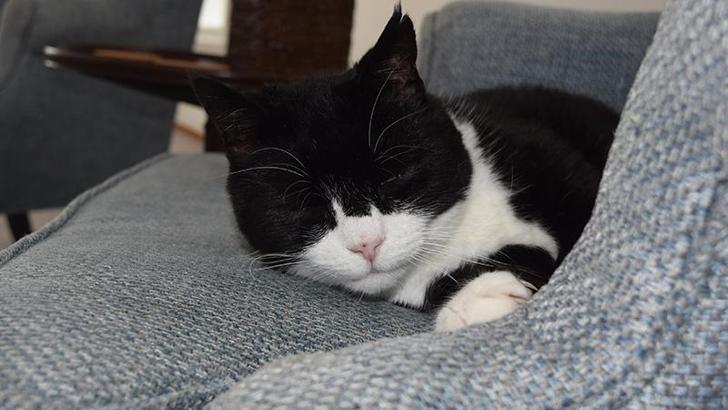 İngiltere Dışişleri Bakanlığı'nın eski kedisi Palmerston, Bermuda'da yeni görevine başladı