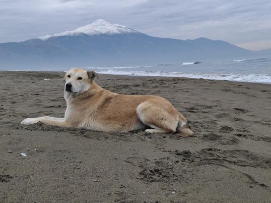 Kel Dağı'na yılın ilk karı yağdı