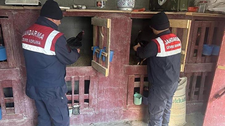 Dövüştürülen horozları jandarma kurtardı