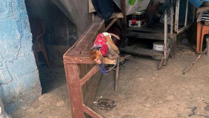 Evde ele geçirilen makak maymunu ve 3 sincap koruma altına alındı