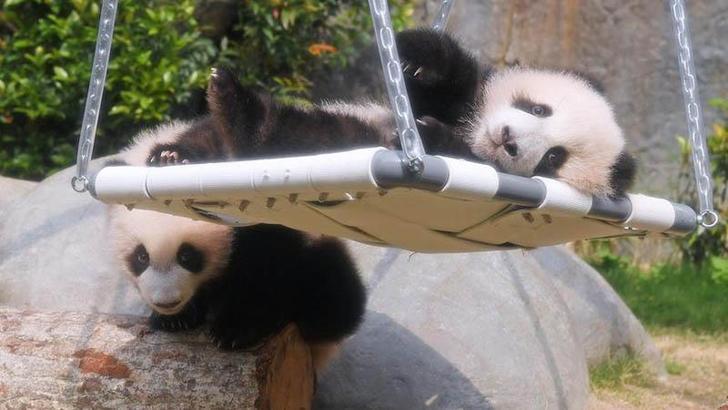 İkiz panda yavruları ziyaretçilerini karşıladı