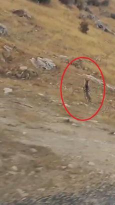 Diyarbakır'da çizgili sırtlan kamerada