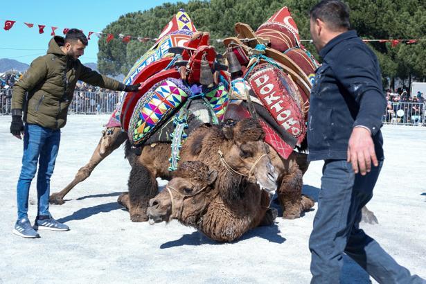 Aydın'da deve güreşi festivaline yoğun ilgi