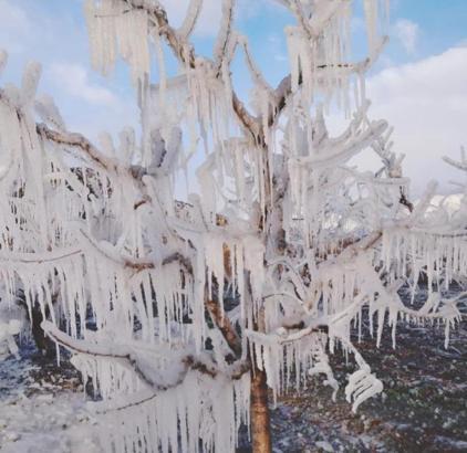 Amasya'da bahçedeki meyve ağaçları buzla kaplandı