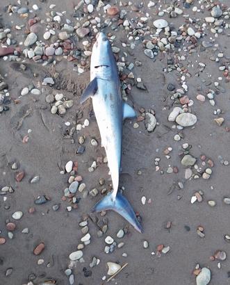 Köpek balığı ölüsü sahile vurdu