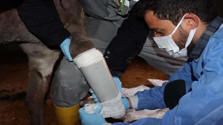 Mardin’de kazada ayağı kırılan eşeğe protez takıldı