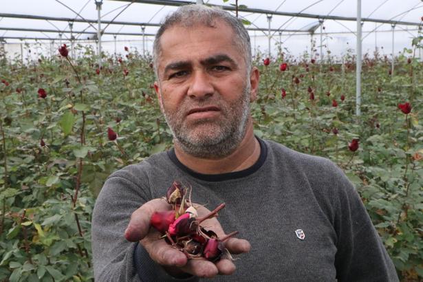 Kadınlar Günü'ne hazırlanan kırmızı gülleri soğuk vurdu