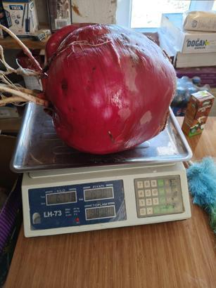 Hobi bahçesinde dev turp yetiştirdi