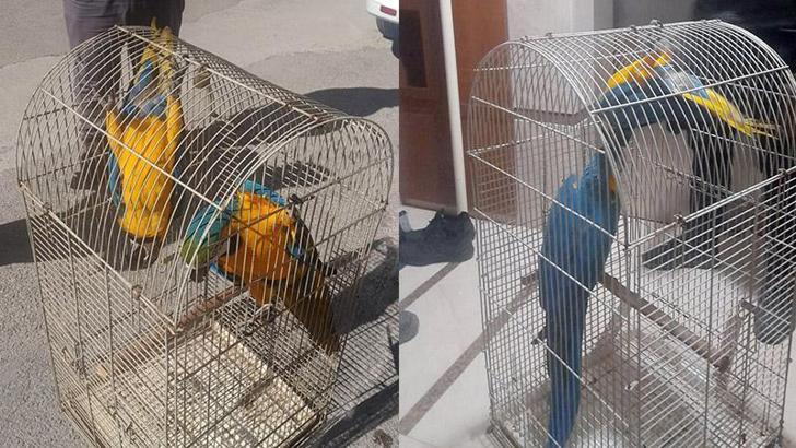Belgesiz Macaw papağanı satışına 617 bin TL ceza