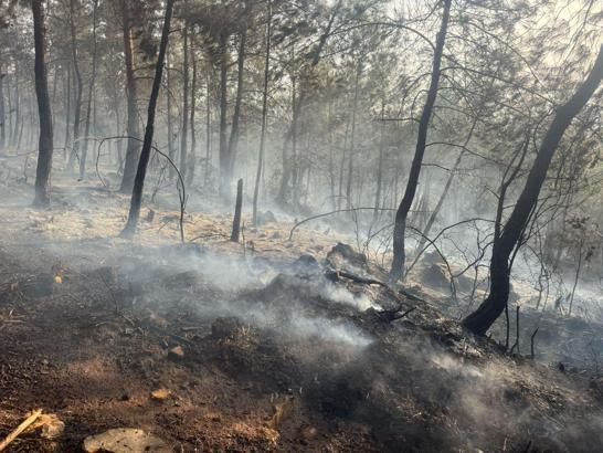 Düziçi'de 10 dönüm orman yandı