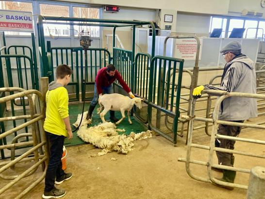 Edirne'de besicilere  'koyun kırkım' eğitimi verildi