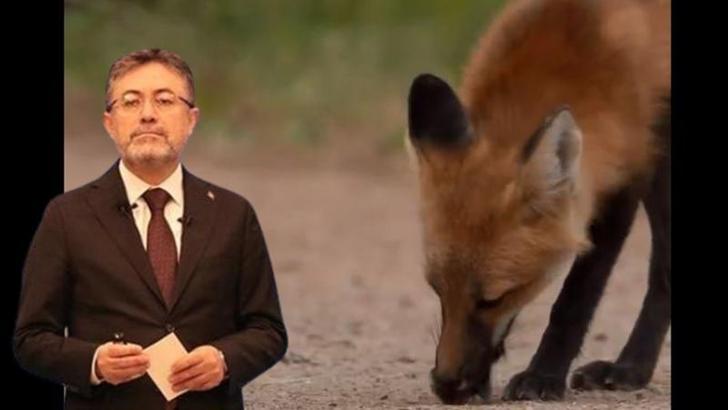 Bakan Yumaklı: 2024'te doğaya 3 milyon 850 bin doz aşılı yem bırakıldı