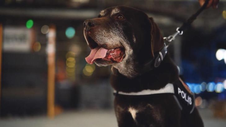 Ankara Emniyeti'nin 11 yıllık narkotik köpeği 'Toma', emekli oldu