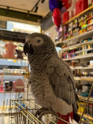 İstanbul- Büyükçekmece'de iş yerine hırsız girdi; sadece içerideki papağanı çaldı