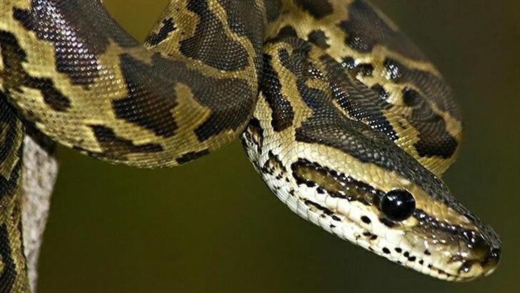 İnternette yasa dışı piton satışı