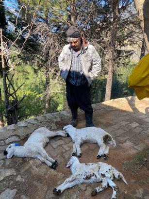 Himmetli Mahallesi'nde çok sayıda küçükbaş hayvan telef oldu, mahalleye giriş-çıkışlar kapatıldı