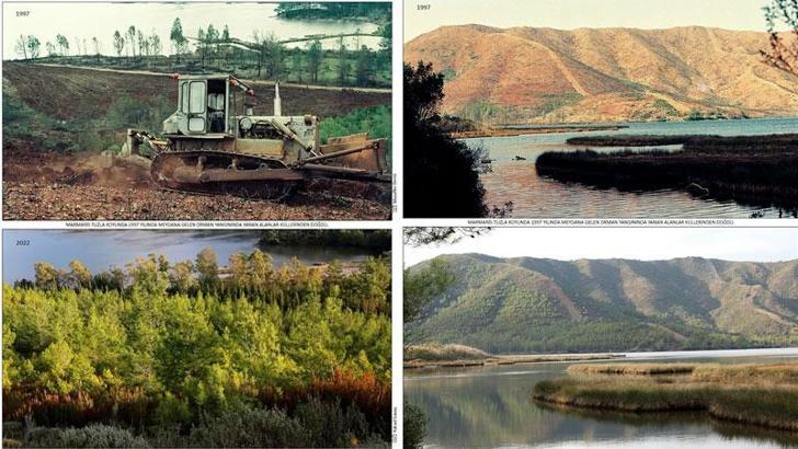 Muğla'da 2 bin hektara alana dikilen fidanlar ağaç oldu