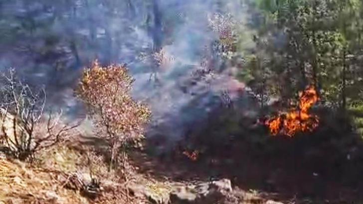 Kütahya'da orman yangını