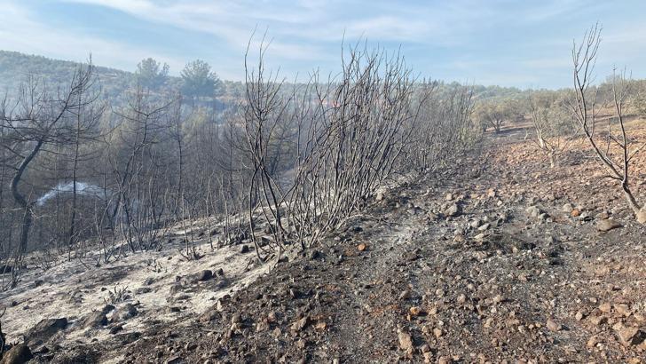 Düziçi’de çıkan orman yangınında 90 dönüm alan zarar gördü