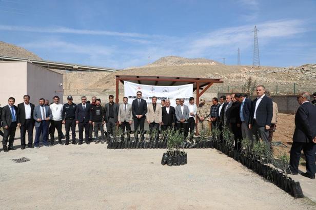 Hasankeyf’te, 5 bin zeytin fidanı dağıtıldı