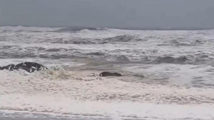 Avustralya'da köpük ve ölü balık alarmı: 2 plaj kapatıldı