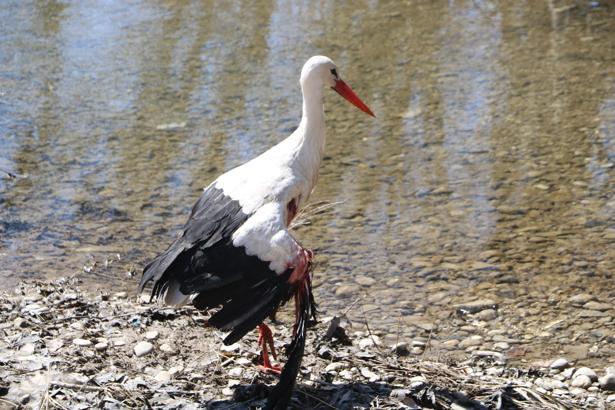 Yaralı bulunan leylek, tedaviye alındı