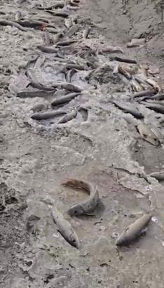 DSİ, Aras Nehri’nde balık ölümlerinin yaşandığı arkı kapattı