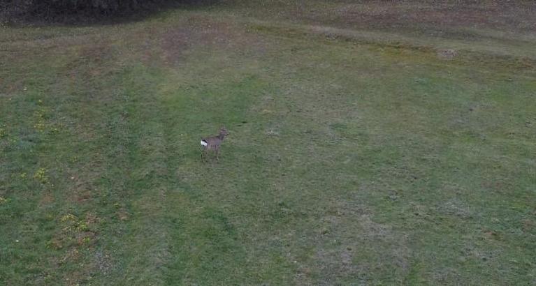 Ormandan inen karaca dron ile görüntülendi