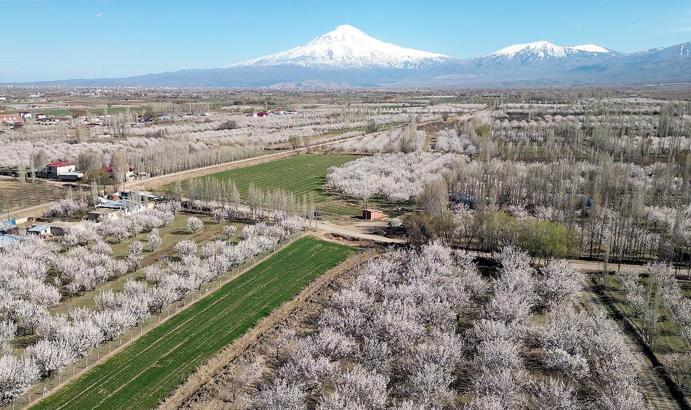 Iğdır Ovası, çiçek açan kayısı ağaçları ile beyaza büründü